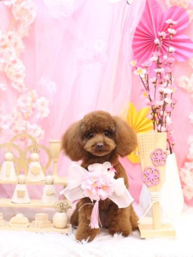 20250328ハニーちゃん